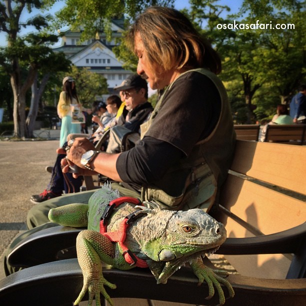 Rencontre au château avec Rin-Chan, un jeune iguane vert