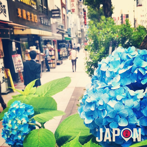 La saison des hortensias a bien commencé sur Tokyo :)