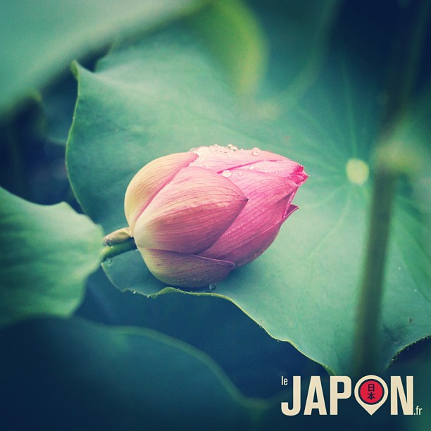 Lotus sous la pluie à Tokyo