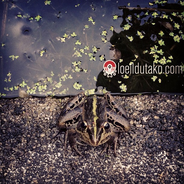 Grenouille après la pluie à Hiroshima.