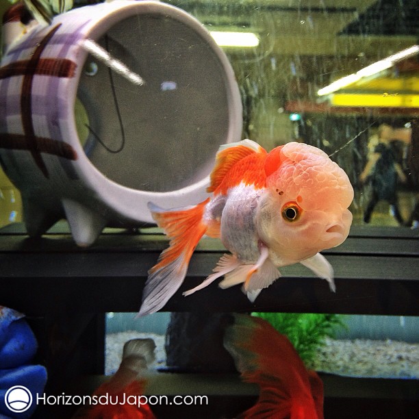 Faune maritime dans le métro d’Osaka