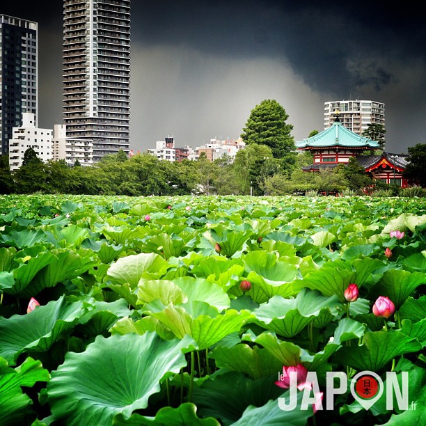 Début du gros orage sur Tokyo !