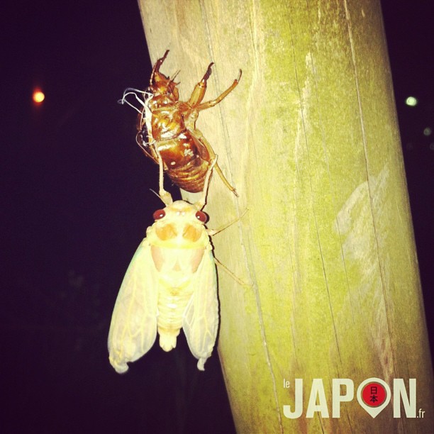 Traaaansfooormatiooon !!! C’est la nuit que la Semi (cigale japonaise) devient musicienne !