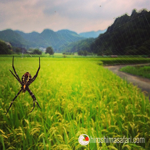 La campagne japonaise…ses montagnes, ses rizières et sa faune locale.