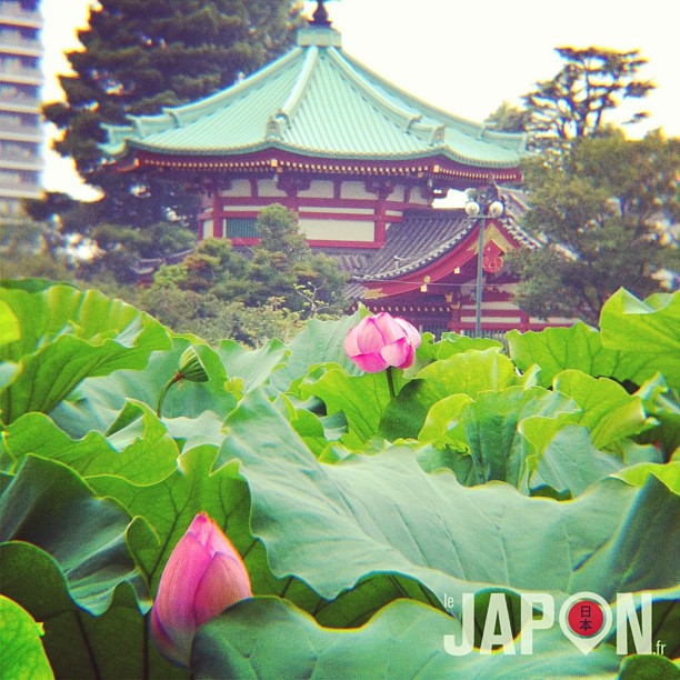 Les derniers lotus de Ueno