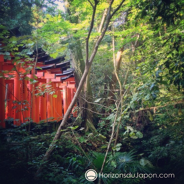 Les Torii dans la jungle