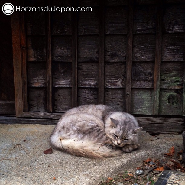 Chat de campagne japonaise