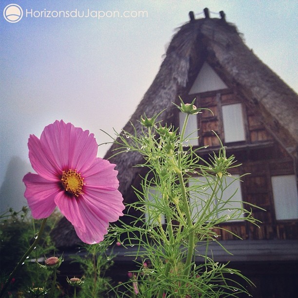 La ferme au toit de chaume dans la prairie @lejapon @loeildutako