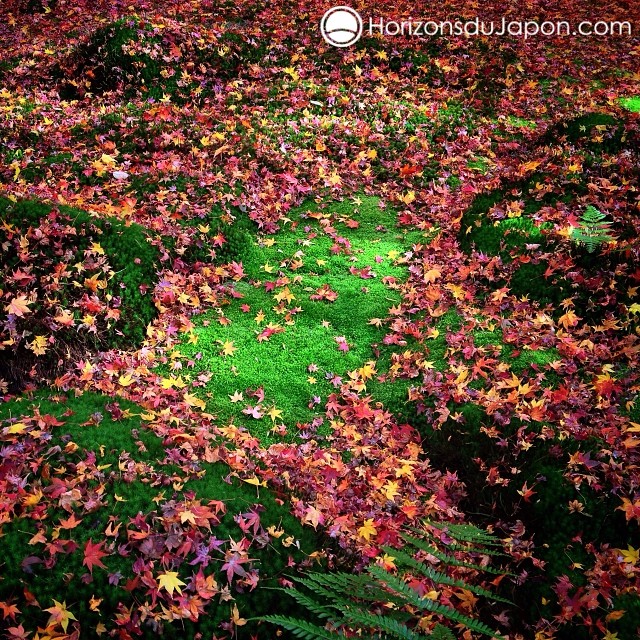 Mousse d’automne à Kyoto