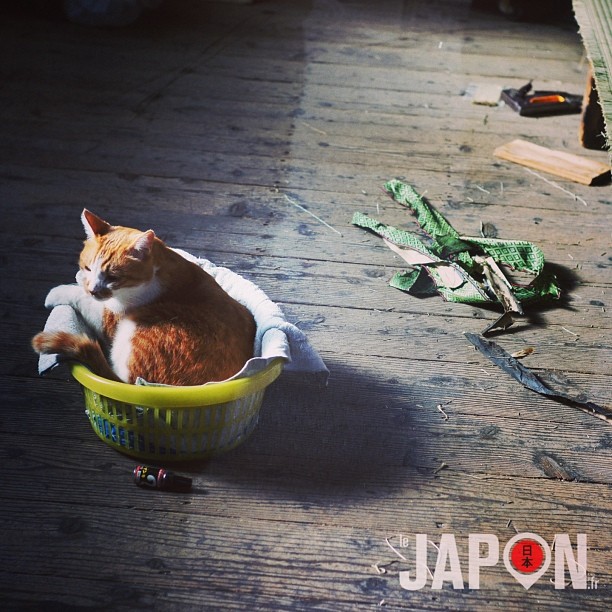 Le chat du marchand de tatami :)