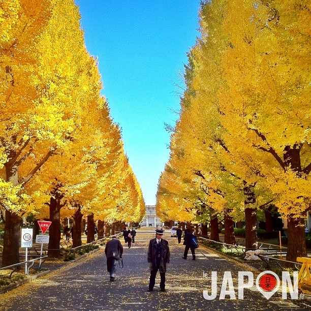 L’automne à Tokyo & Yokohama c’est maintenant !