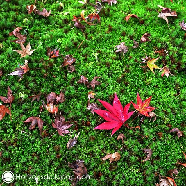 L’automne se dépose sur la mousse du Kokedera