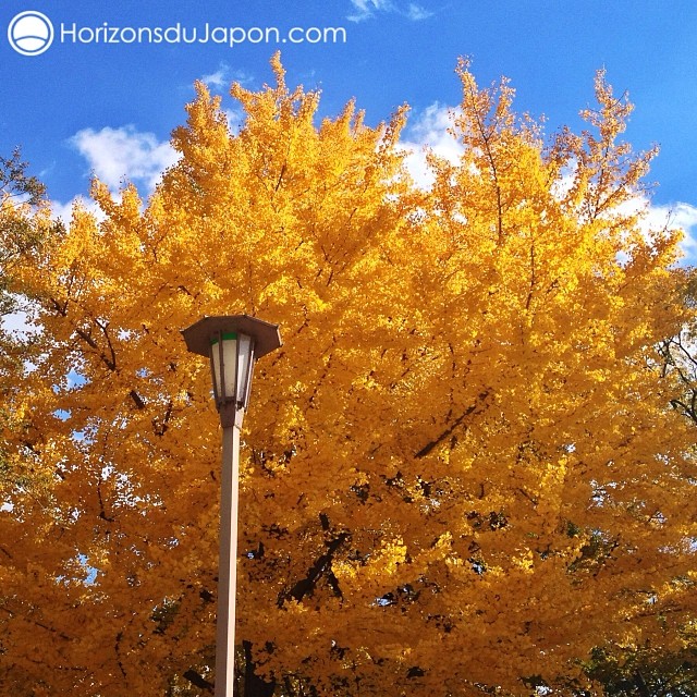 La jolie robe jaune des gingkos