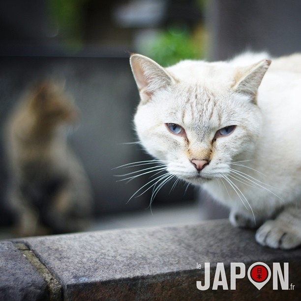 Le Royaume Des Chats à Tokyo !