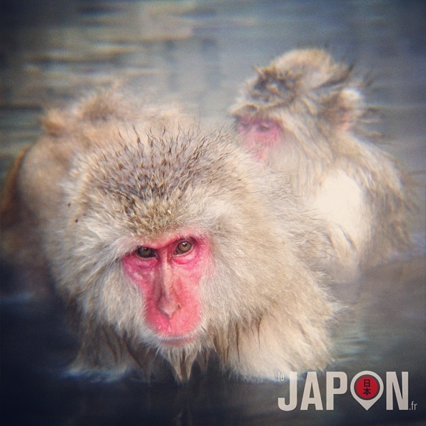 Aujourd’hui c’était onsen avec les singes à Nagano ! cc @sam1455