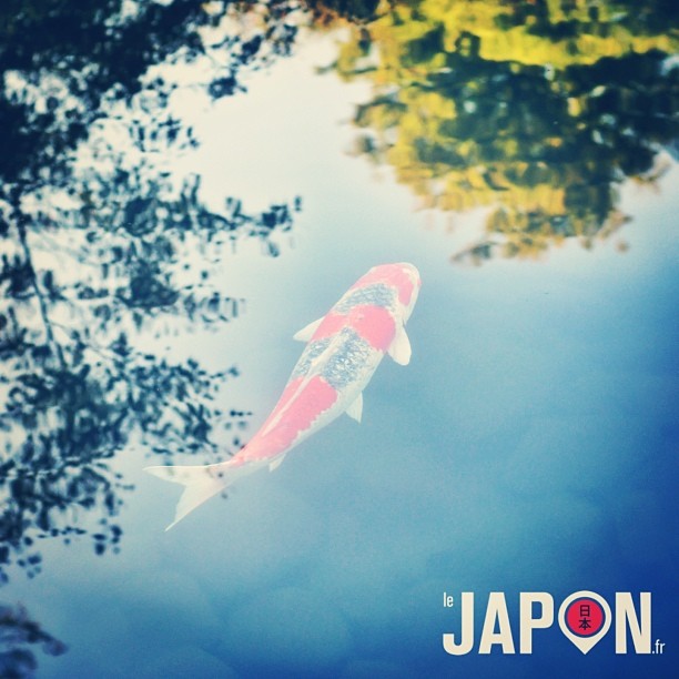 Une carpe Koï dans le ciel ! Bon week-end à tous !