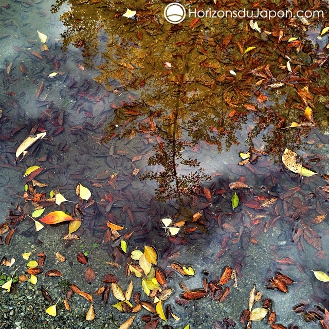 Reflet d’automne dans une flaque d’eau