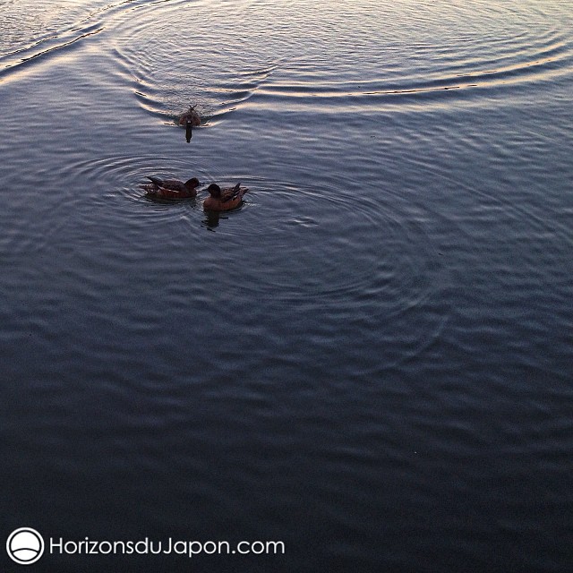 L’étang aux canards