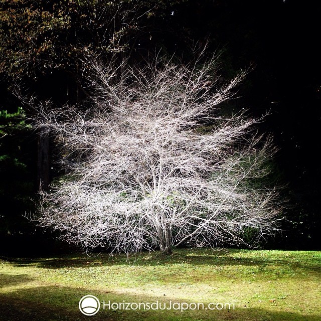 Un arbre blanc