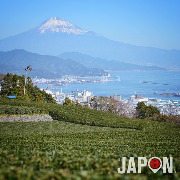 Shizuoka, ses champs de thé… et sa superbe vue sur le Fuji :)