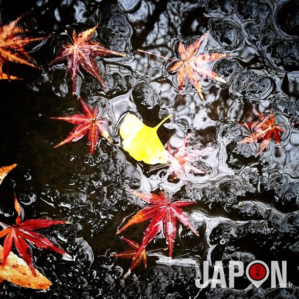 Le mélange des couleurs de fin d’automne à Tokyo :)