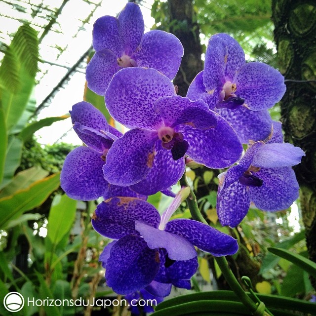 Ça fait bizarre de voir des orchidées en plein hiver