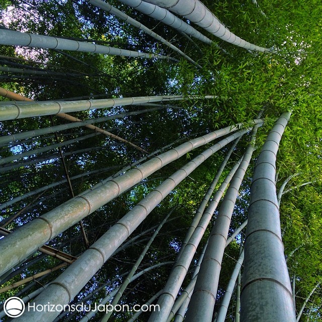 Bambou d’hiver à Sagano