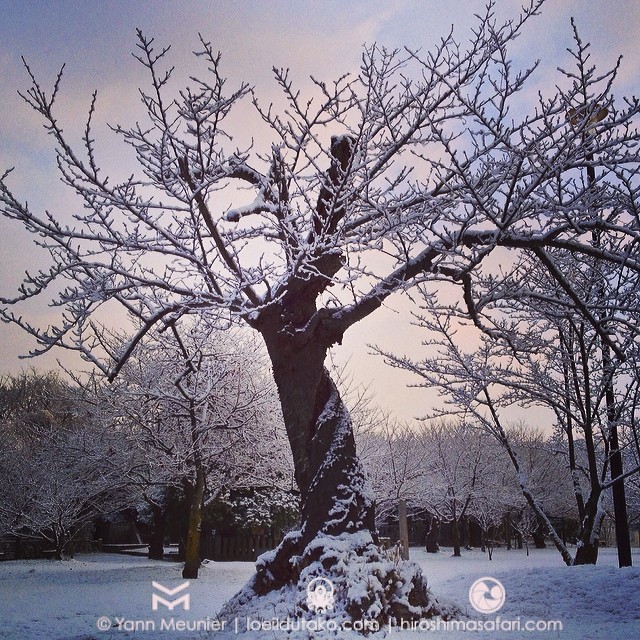 La neige n’a pas tenu la matinée à Hiroshima.