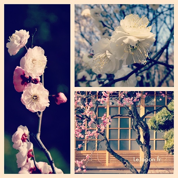 Le printemps est déjà là au Japon ! Les pruniers sont en avance… À se demander si les Sakura ne fleuriront pas début Mars !