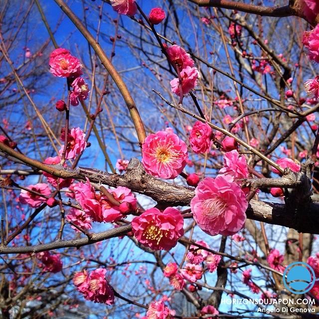Les pruniers du « Bairin » du château d’Osaka fleurissent depuis un moment déjà