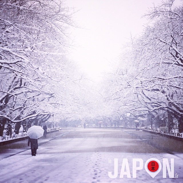 Les Sakura des neiges à Ueno ! Encore une belle journée Tokyo Safari sous la neige :)