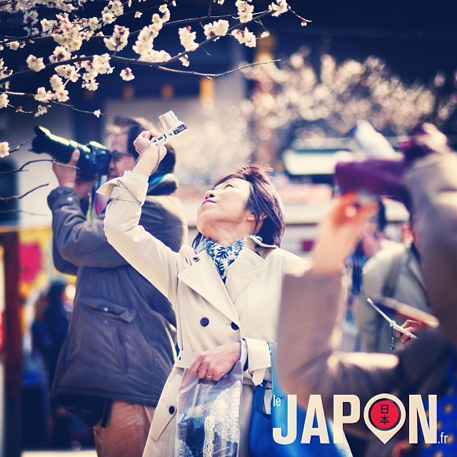 Les pruniers sont à l’apogée de leur floraison sur Tokyo !