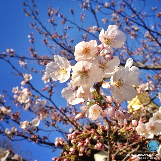 #sakura #osaka Les choses sérieuses commencent