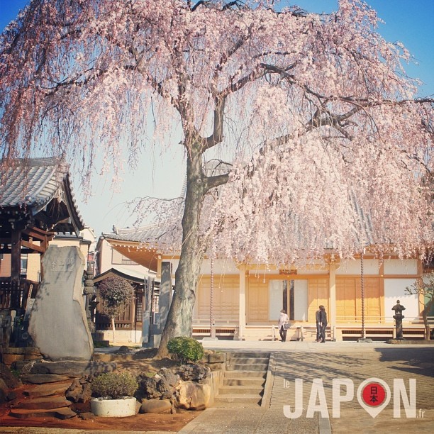 La chasse aux Sakura est officiellement ouverte à Tokyo !