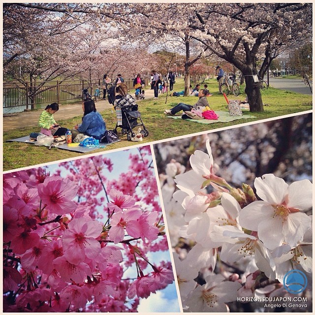 Hanami du samedi à Osaka