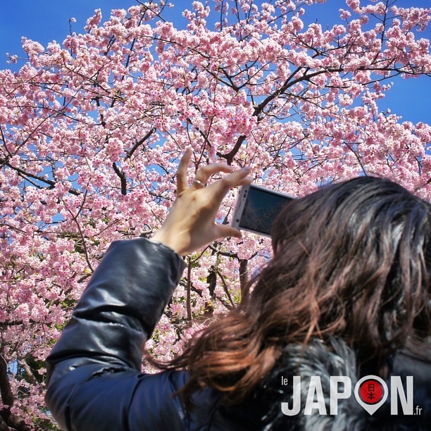 Let’s start #Tokyo #Sakura ! Aujourd’hui à Ueno :)