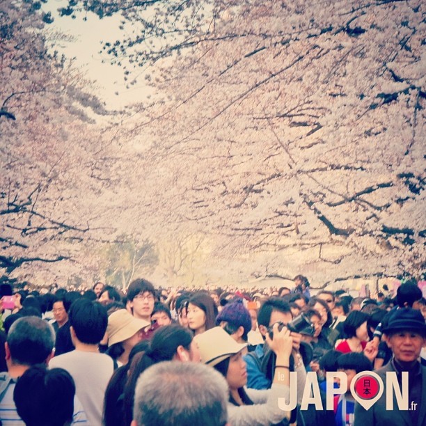 Le top Ohanami (regarder les Sakura en buvant de l’alcool) c’était aujourd’hui à Ueno ! Demain il pleut…