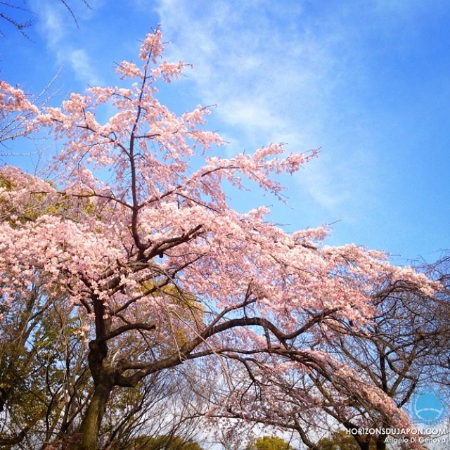 Première floraison de Sakura de l’année à Osaka