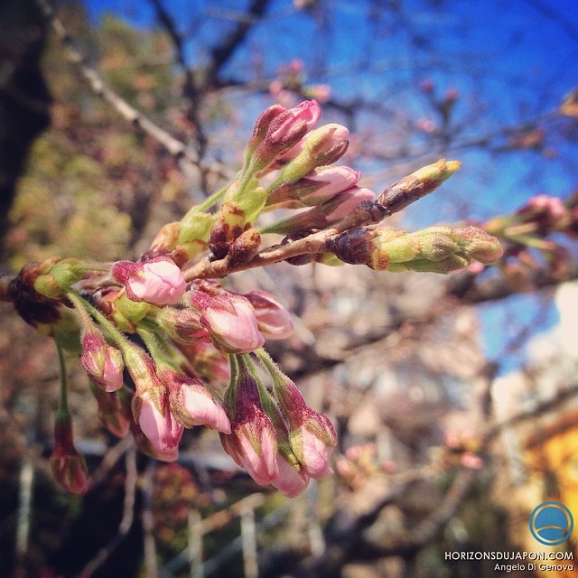 #sakura #osaka Work in progress