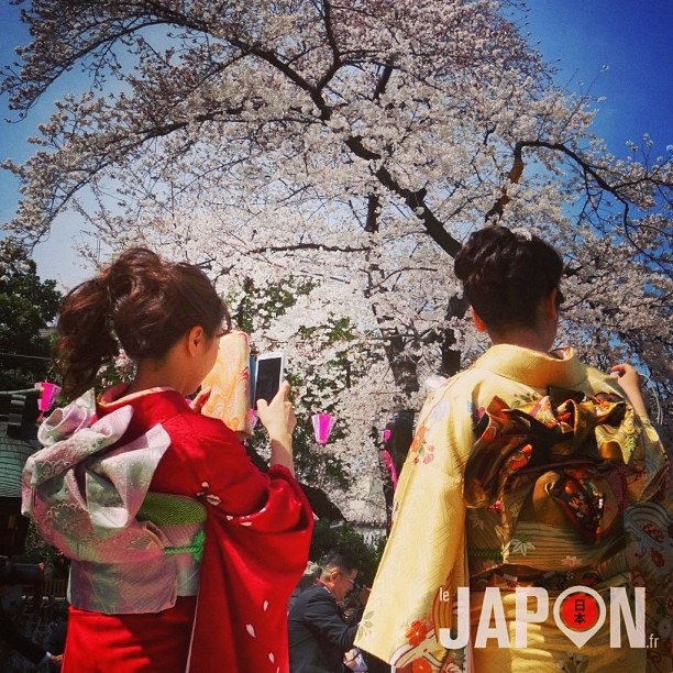 Pour admirer les Sakura à 100% à Tokyo, c’est maintenant ou jamais !