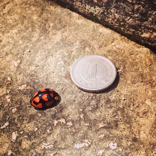 Coccinelle 1/mutante 2/divine de Miyajima.