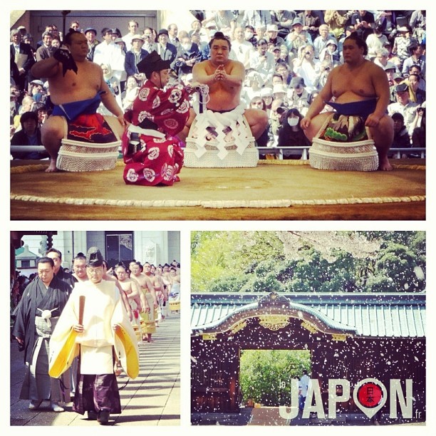 Sumos et pluie de Sakura pour le Tokyo Safari aujourd’hui !