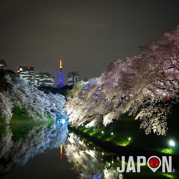 Tokyo Tower et Sakura ce soir ! Super final du Tokyo Safari, non ? ;)