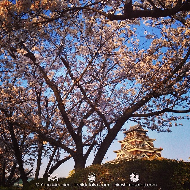 Il est beau mon château sous les cerisiers japonais.