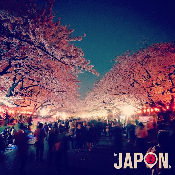 Ueno Sakura by Night ! ^^