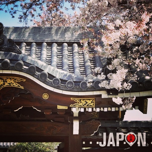 Profitons des derniers Sakura à Tokyo sous le ciel bleu :)