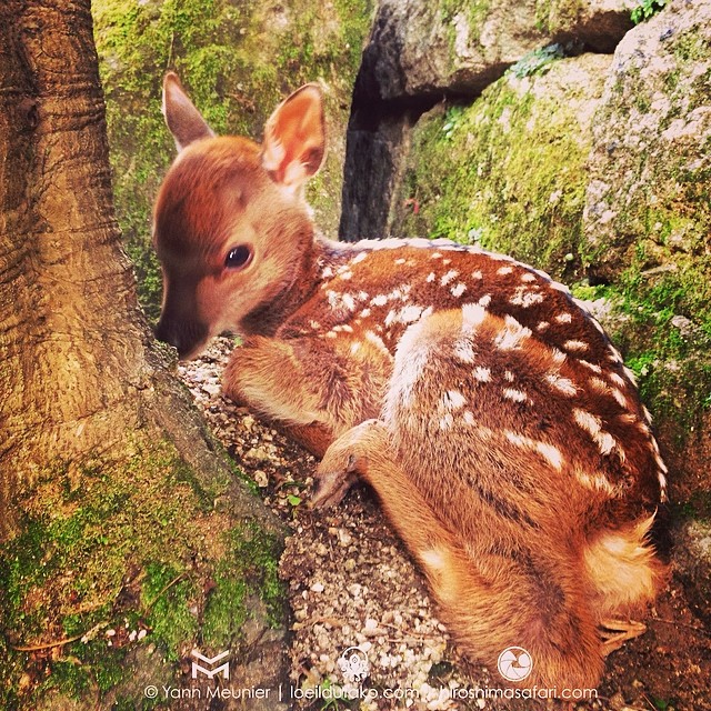 Un Bambi de 4 mois sur Miyajima.