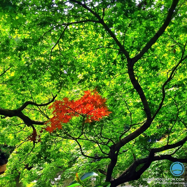 Un peu de rouge dans ce monde de vert