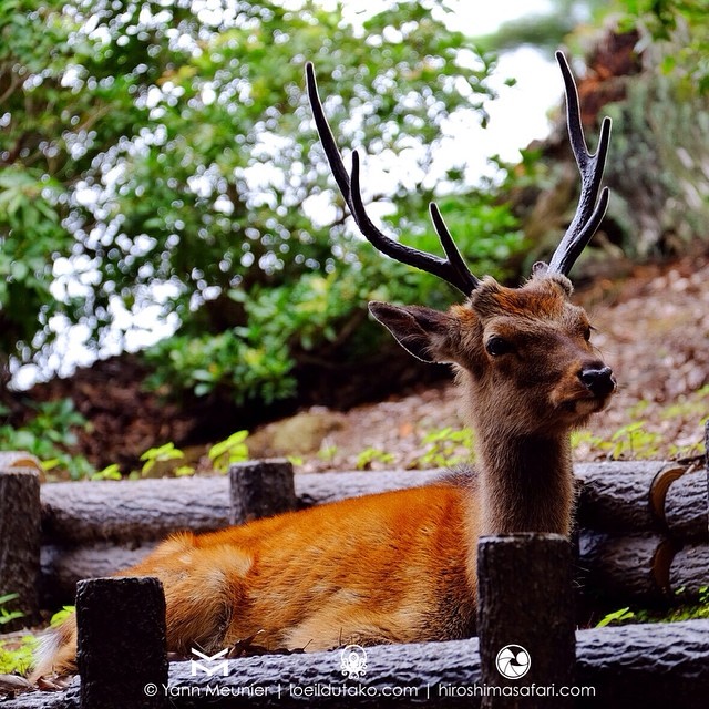 Les daims de Miyajima, c’est autre chose que les veaux de Nara :)