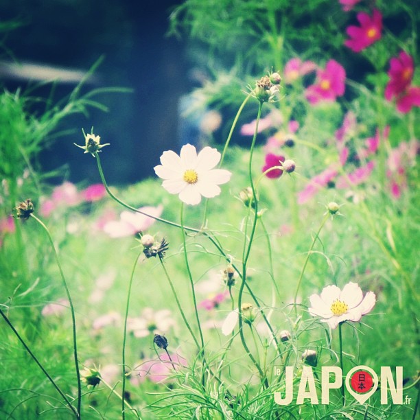 L’automne approche au Japon ! Les Cosmos sont un signe qui ne trompe pas ;)